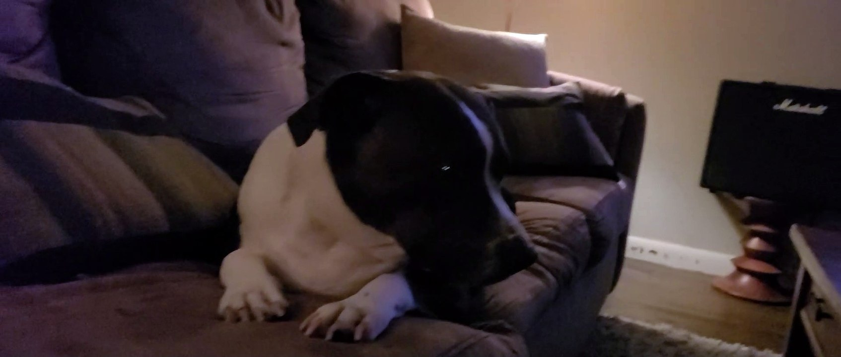 Where is daddy gonna sit?  Pitbull has change of ❤ and moves