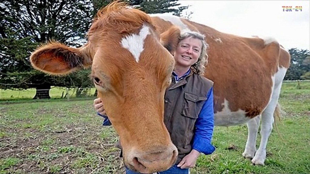 WOW! Amazing Tallest Cow in The World - New Agriculture Technologies