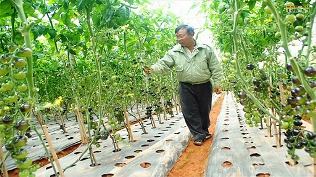 WOW! Amazing Agriculture Technology - Fruits & Vegetables