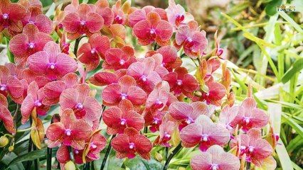 Orchids - Beautiful Orchid Gardens in the world