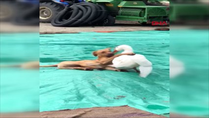 Kaz ile köpeğin dostluğu ilgi çekiyor 