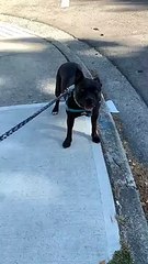 Découvrez la raison étonnante pour laquelle ce chien s'arrête à chaque fois en plein milieu de sa balade