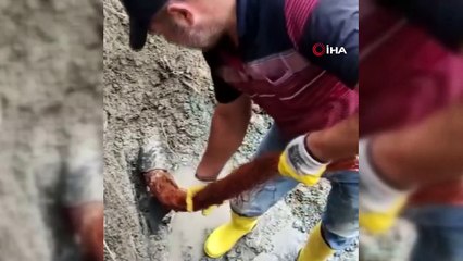 İçme su hattından 3 metrelik ağaç kökü çıktı