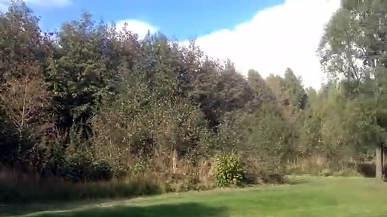 National forest Conkers - video Dailymotion