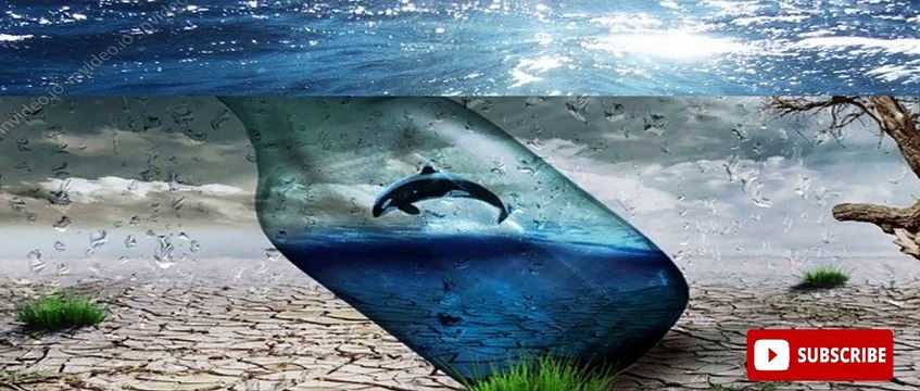 15 facts about dolphins The Evolution of 15 Facts About Dolphin