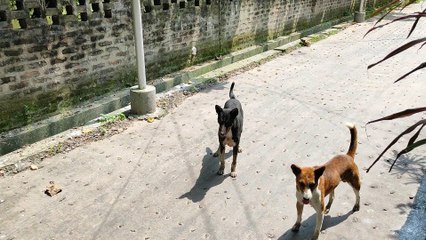 Beautiful Street Dogs Seeking For Food