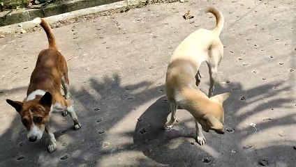 Two Beautiful Street Dogs In Happy Mood