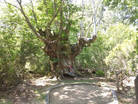 'Los castaños centenarios', una ruta accesible en la Peña de Francia