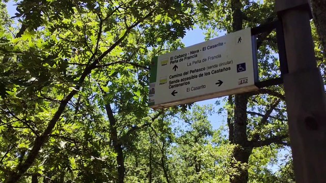 'Los castaños centenarios', una ruta accesible en la Peña de Francia