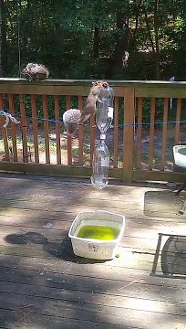 Squirrel Feeder Requires Extra Skill