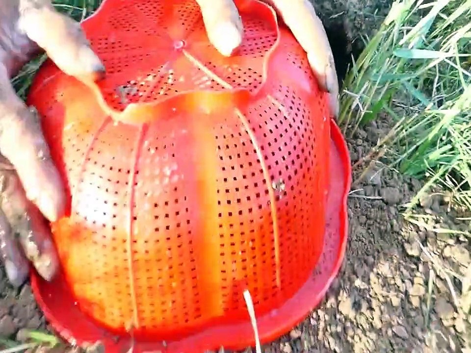 Unbelievable Catch Mouse With Coca cola - Eggs From Hole - How To Catch Mouse | Animal Trap