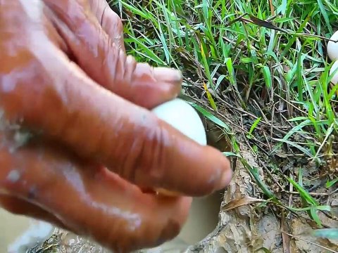 Unbelievable Fishing With Eggs - Hole Eels Fishing Catch eels with eggs | Animal Trap