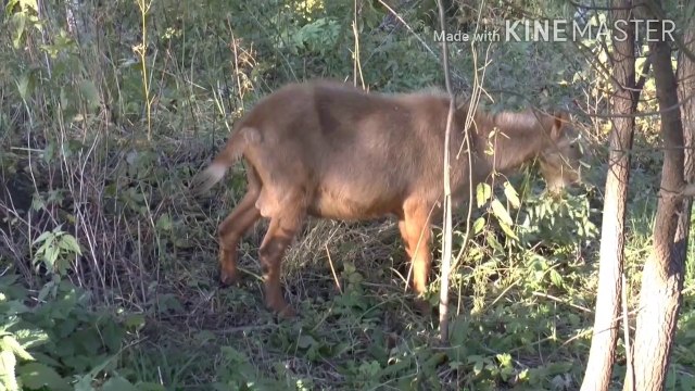 qurbani ke fazail | qurbani ka sawab | क़ुरबानी के फज़ाइल | malumat islam