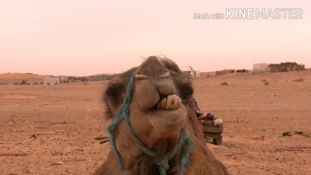 qurbani ka janwar | Qurbani ke masail | खुर्बानी का जानवर | oont ki qurbani | bakri | malumat islam