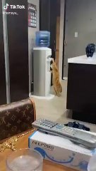 Gato causa furor en redes por saber usar un dispensador para tomar agua
