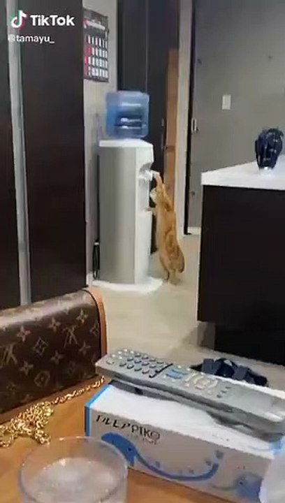 Gato causa furor en redes por saber usar un dispensador para tomar agua