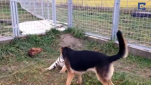Un chien et un tigre meilleurs amis : adorable