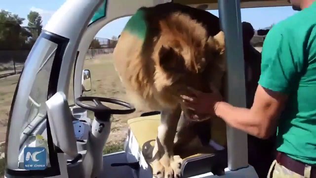 Un lion vient demander des calins dans une voiture de touriste