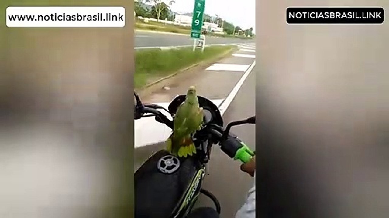 Papagaio se diverte passeando de moto