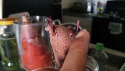 How to Grow Sweet Potato Slips In Your Home & Nature Buffalo Gourd Bug Repellent