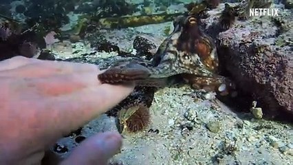 My Octopus Teacher Documentary Movie