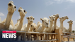 World's largest hospital for camels opens in Saudi Arabia