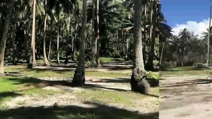 A vendre un terrain Plat de 1000M2 C/Mont. à Moorea-Afareaitu