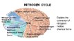 What is TKN, ammonia, ammonium - nitrogen cycle