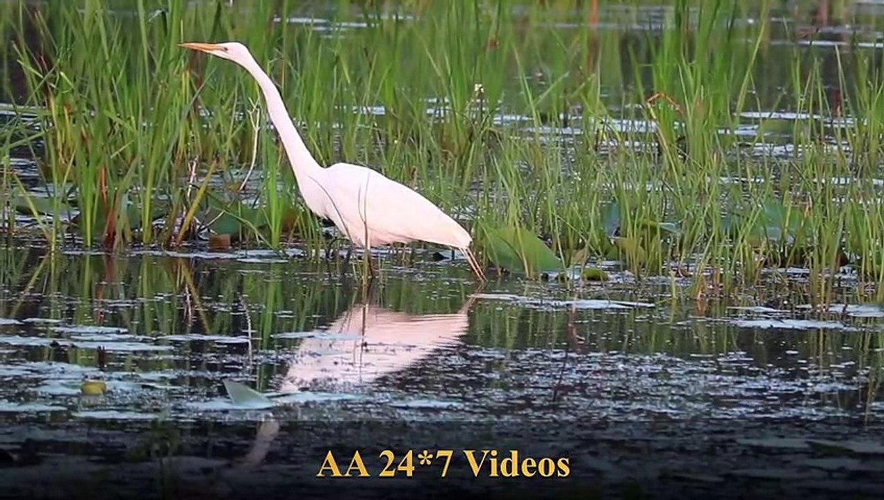 Relaxed with loard  krishana flute Deep Sleep Music Calming Music, Meditation Music, Sleeping Music, Study Music, Nature Scenery & Relaxing Music for Stress Relief.