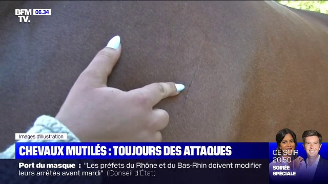 Deux suspects activement recherchés après une nouvelle attaque sur un cheval en Côte-d'Or