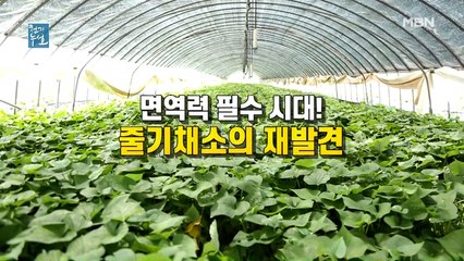 면역력 필수 시대! 줄기채소 재발견