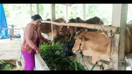 Hiệu quả cao từ mô hình nuôi bò kinh tế. Chúng ta nên học hỏi
