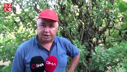 Hasat için 10 yıl bekledi, pekmezinin kilosunu 60 TL'den satıyor