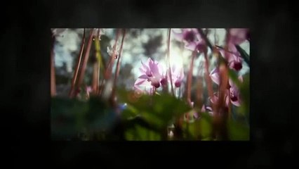 10-Minute Meditation _ Minute-Meditations