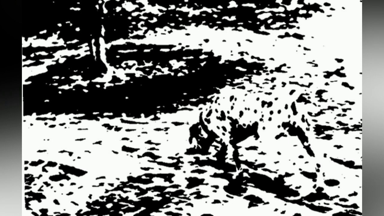 Arriverez-vous à tourver l'image qui se cache derrière cette illusion d'optique