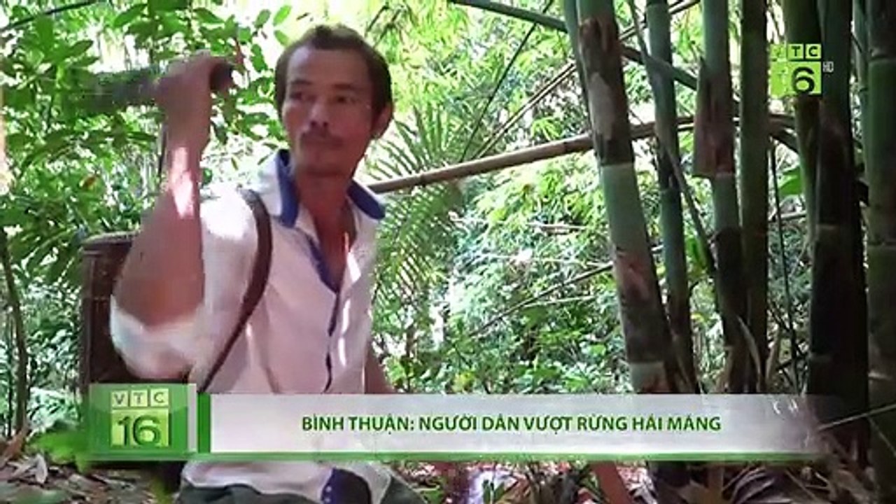 Vượt rừng hái măng, bán 15.000 đồng/kg | VTC16