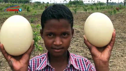 গোলাপি রঙের ডিম । Golapi Ronger Dim | Video 2020