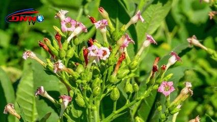 জানলে আর খাবেন না ।Janle Ar Khaben Na