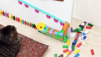 Cats and Domino