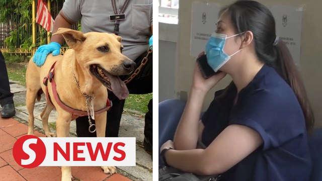 Woman fined RM30,000 for animal cruelty that resulted in death of a dog
