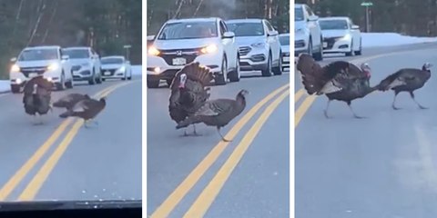 La lección a Pedro Sánchez y sus compinches que dan unos pavos reales cruzando la calle