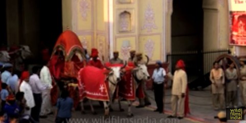 Bulls wear red coats and pull carriage in full regalia - only in India!
