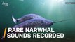Listen to This Rare Audio of Narwhal Buzzes, Clicks and Whistles Captured
