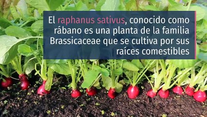 8 propiedades y beneficios del rábano