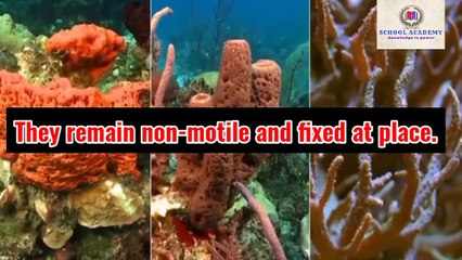 Animal Classification | Phylum porifera and cnidaria | complete study |