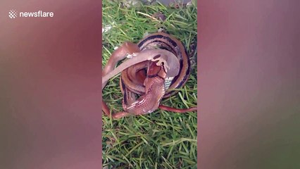 Snake swallows whole gecko which entered its tank
