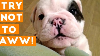 Try Not to AWW Challenge Cute & Hilarious Animals Compilation March 2018 _ Funny Pet Videos Monthly