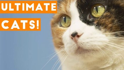 Try Not to Laugh Ultimate Cat and Kitten Compilation 2018 _ Funny Pet Videos