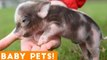 Small Pets with Big Attitudes! Ultimate Cute Baby Animals Compilation April 2018 _ Funny Pet Videos