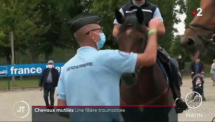 Mutilations de chevaux : en Mayenne, la gendarmerie se mobilise